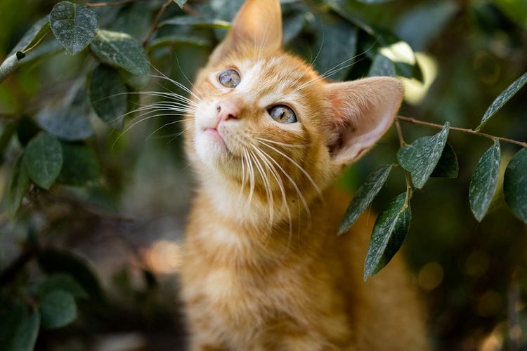 Cat close-up portraits